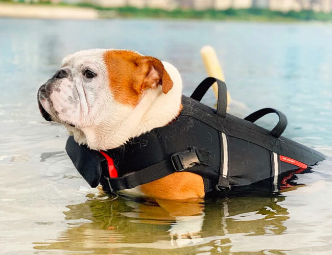 This Adorable Vest Will Save Your Dog’s Life