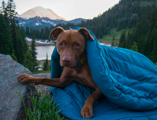 Every Dog Owner Needs this Camping Essential