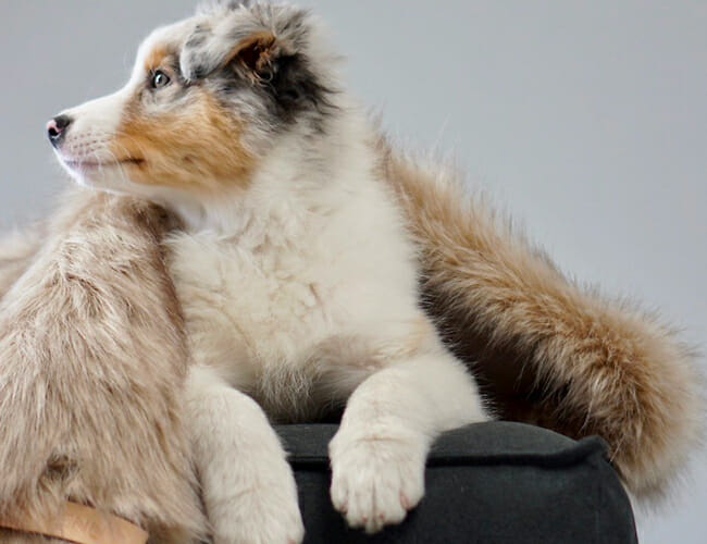 This Scandinavian Design-Inspired Pet Furniture Is Kind of Sick