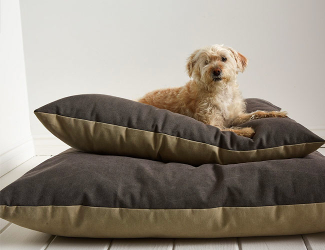 Parachute’s New Dog Bed Looks Good Enough to Sleep On