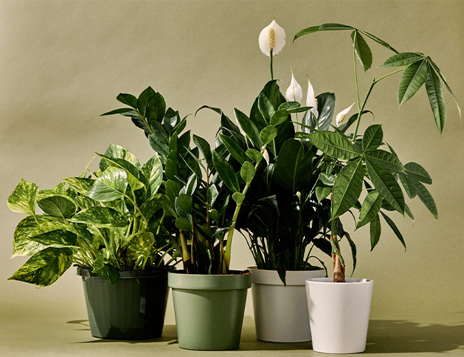 The 10 Best Indoor Plants for Every Kind of Person