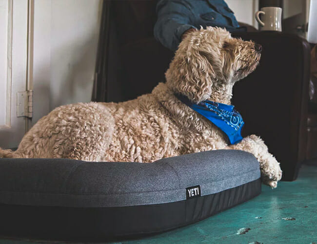 Yeti’s New Dog Bed Is Made for the Outdoorsy Pooch