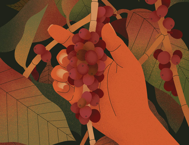 Will Coffee Ever Cost $20 a Cup? Yes, and Sooner Than You Think