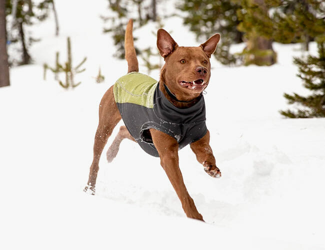 Here’s the Best Way to Upgrade Your Doggy’s Style